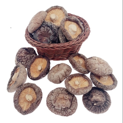 Màu nâu Nấm hương khô thơm ngon đặc trưng 4cm Cubensis trồng trọt